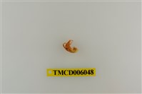 藏品(綠色細螯寄居蟹)的圖片